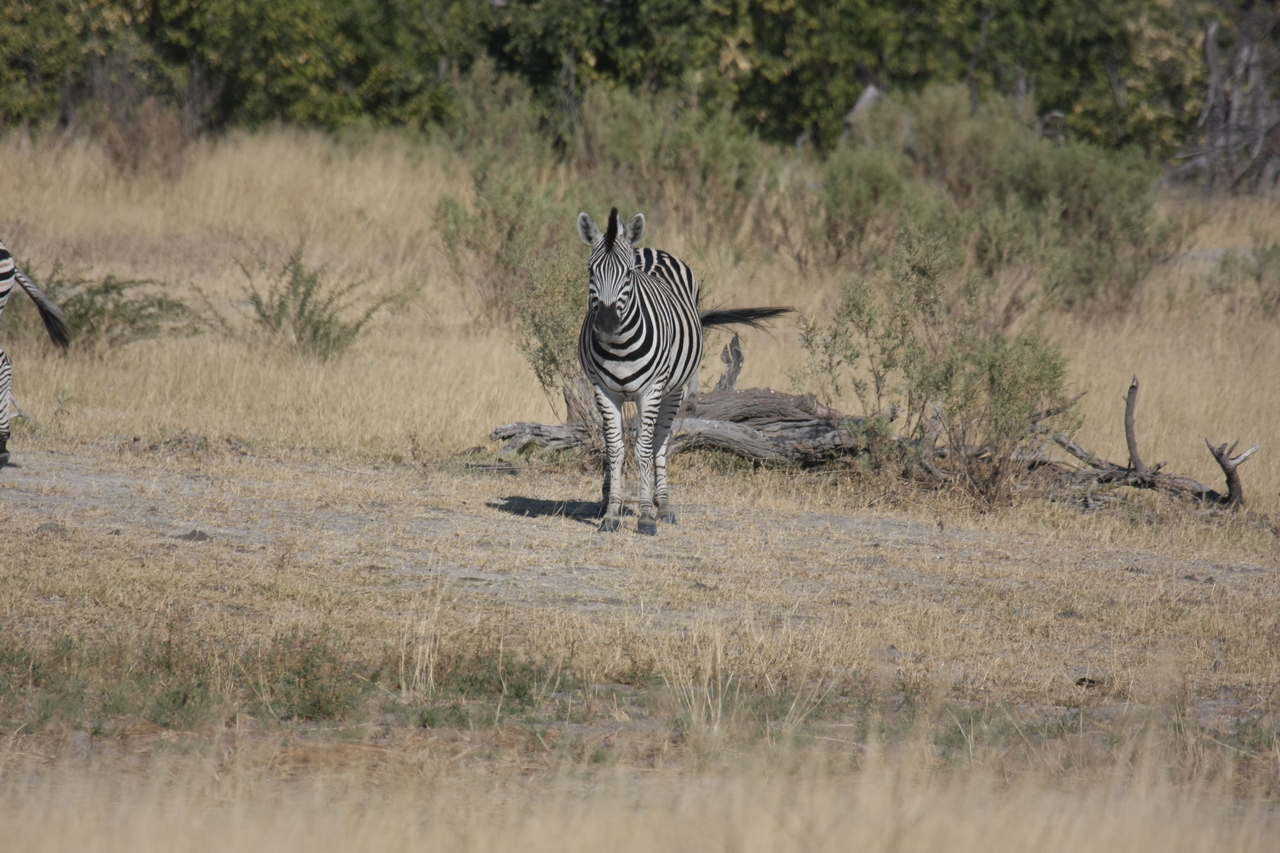[23448] 2016_06_30_03_47_14_Africa_Canon_EOS_40D_IMG__03933.jpg
