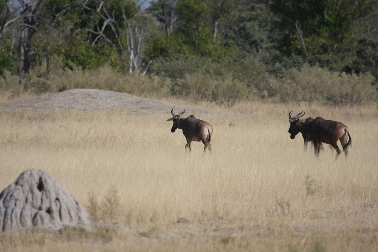 [23464] 2016_06_30_03_47_55_Africa_Canon_EOS_40D_IMG__11384.jpg