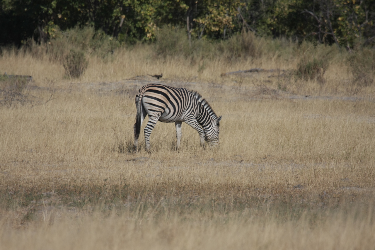 [23470] 2016_06_30_03_48_13_Africa_Canon_EOS_40D_IMG__03941.jpg