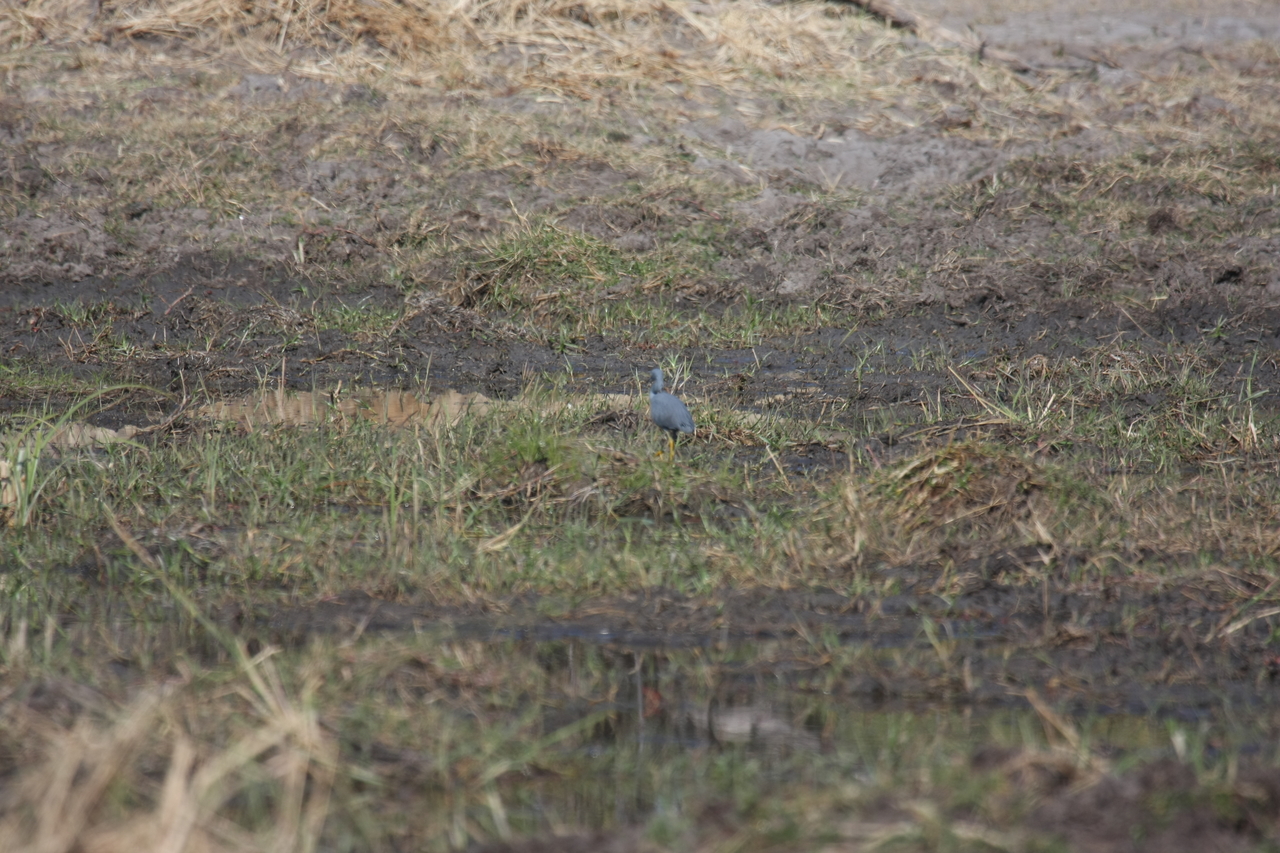 [23476] 2016_06_30_03_55_35_Africa_Canon_EOS_40D_IMG__00218.jpg