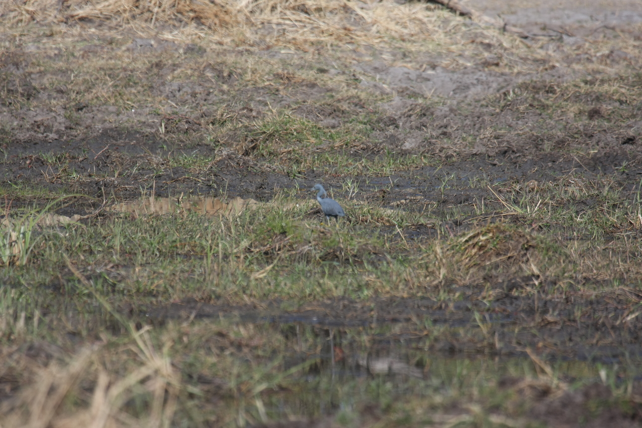 [23477] 2016_06_30_03_55_35_Africa_Canon_EOS_40D_IMG__00219.jpg