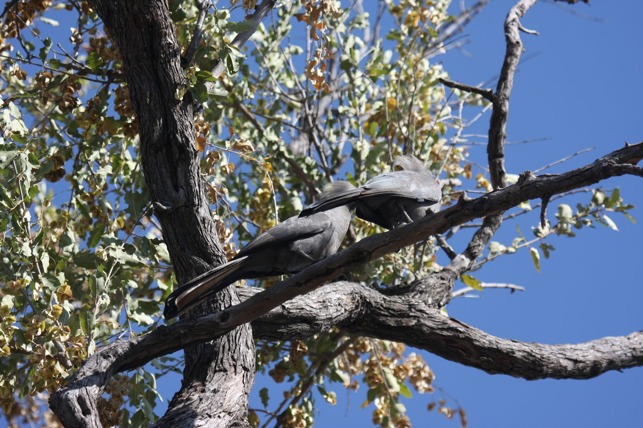 [23510] 2016_06_30_04_19_08_Africa_Canon_EOS_40D_IMG__00222.jpg