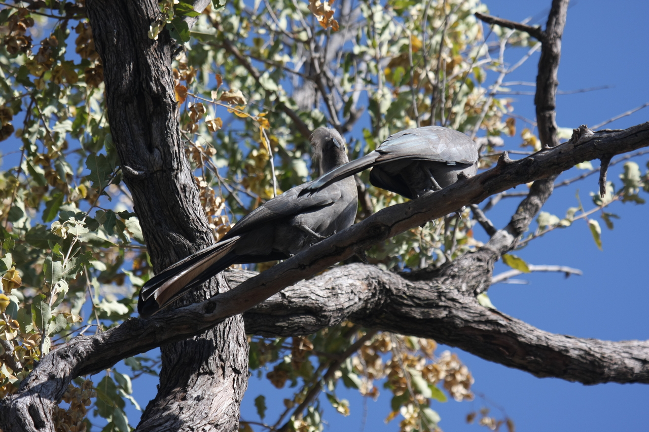 [23523] 2016_06_30_04_19_12_Africa_Canon_EOS_40D_IMG__11396.jpg