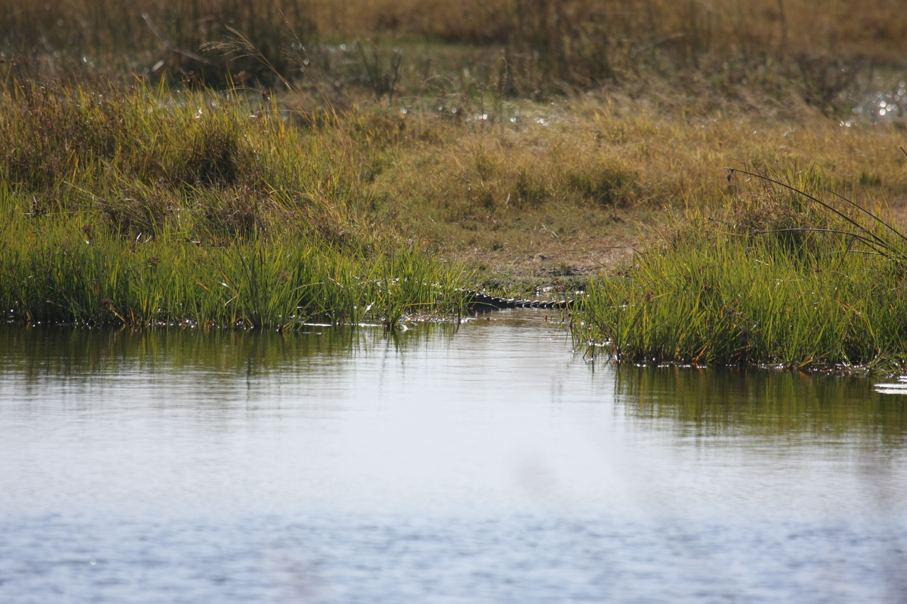 [23527] 2016_06_30_04_55_39_Africa_Canon_EOS_40D_IMG__00229.jpg