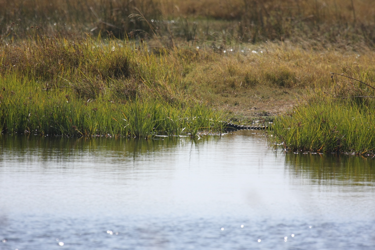 [23532] 2016_06_30_04_55_43_Africa_Canon_EOS_40D_IMG__00230.jpg