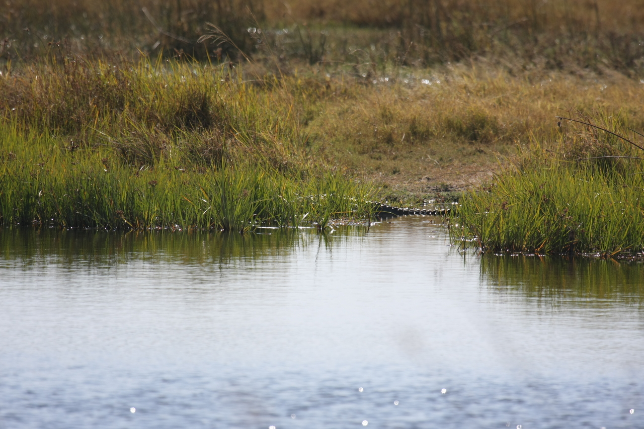 [23541] 2016_06_30_04_55_53_Africa_Canon_EOS_40D_IMG__00233.jpg