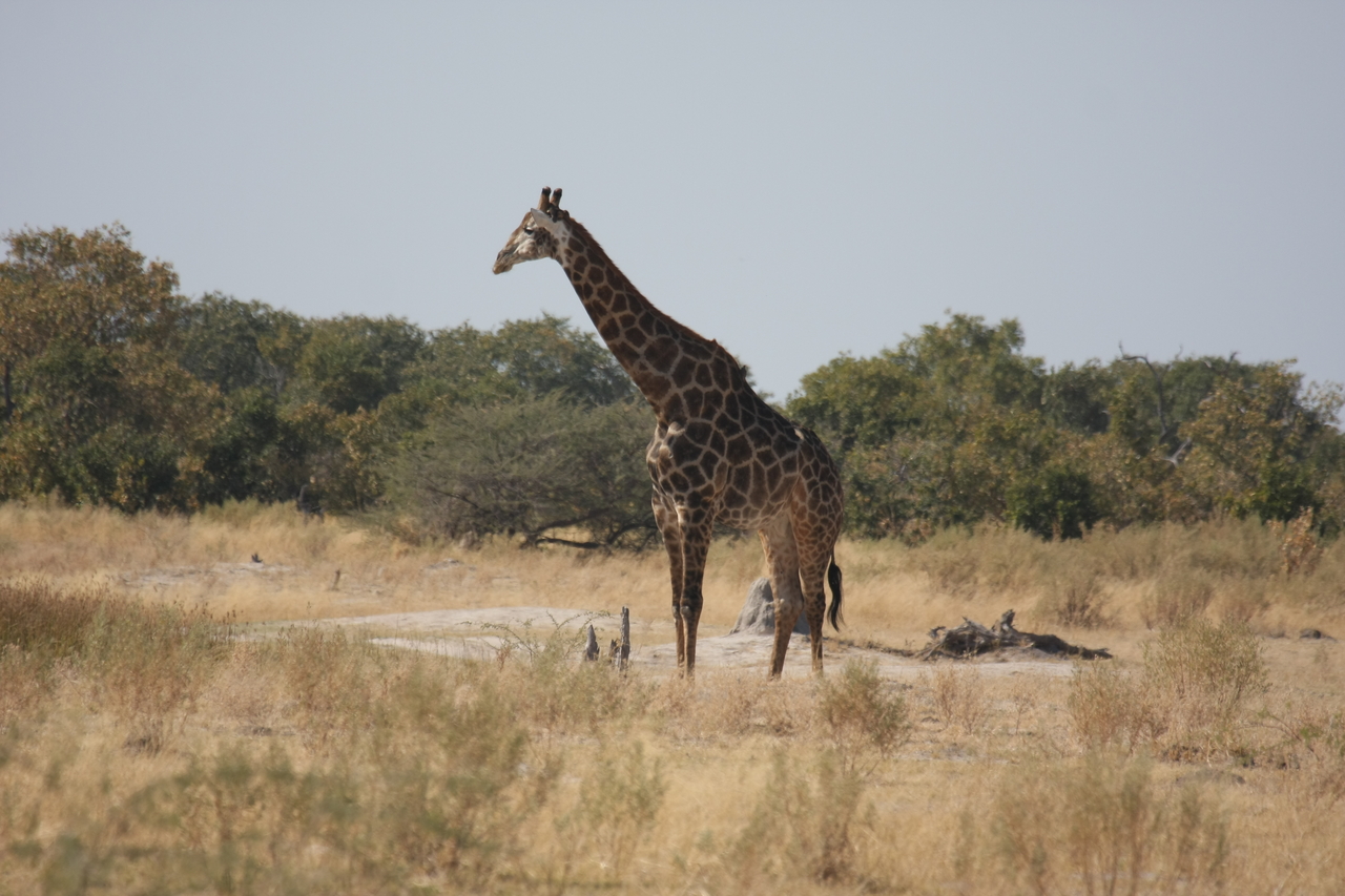 [23567] 2016_06_30_04_58_00_Africa_Canon_EOS_40D_IMG__03968.jpg
