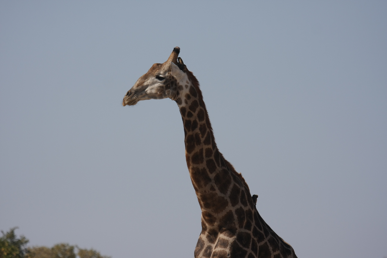[23580] 2016_06_30_04_59_23_Africa_Canon_EOS_40D_IMG__11418.jpg