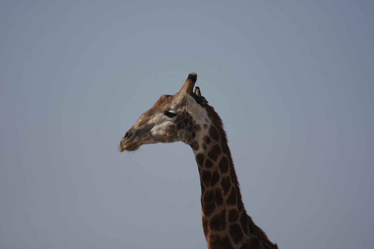 [23583] 2016_06_30_04_59_29_Africa_Canon_EOS_40D_IMG__00246.jpg