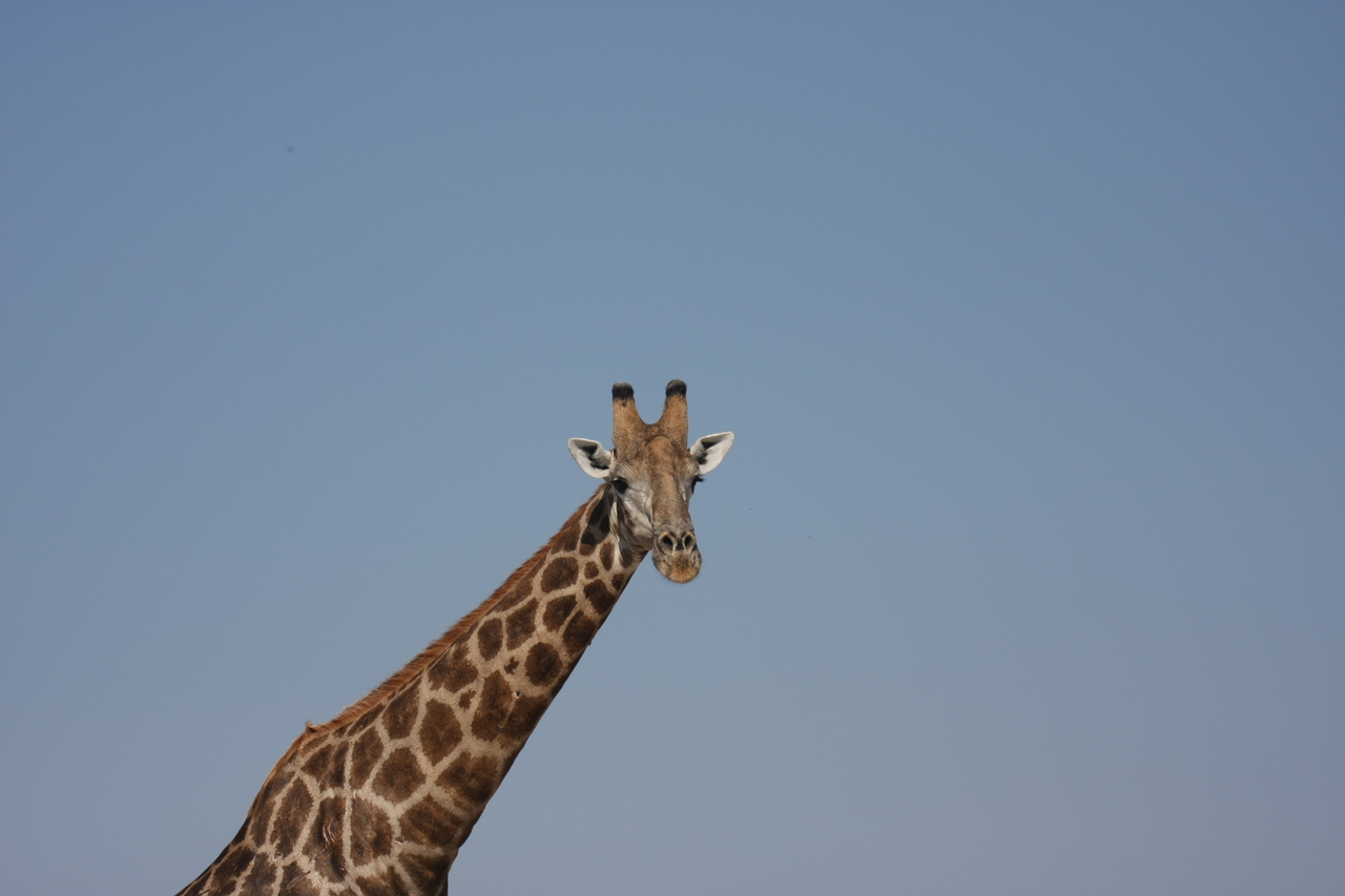 [23668] 2016_06_30_05_02_47_Africa_Canon_EOS_40D_IMG__11443.jpg
