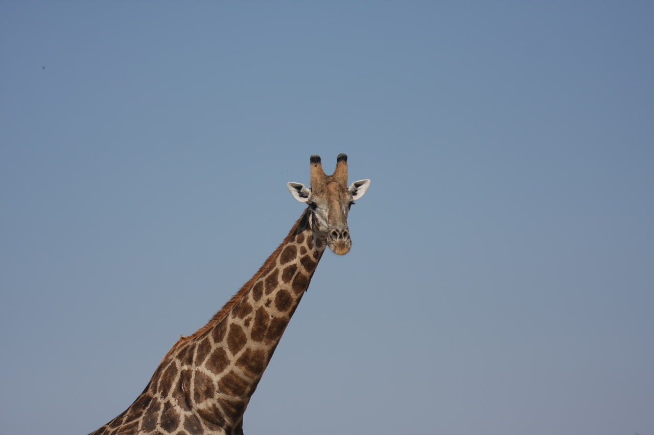 [23675] 2016_06_30_05_02_48_Africa_Canon_EOS_40D_IMG__11446.jpg