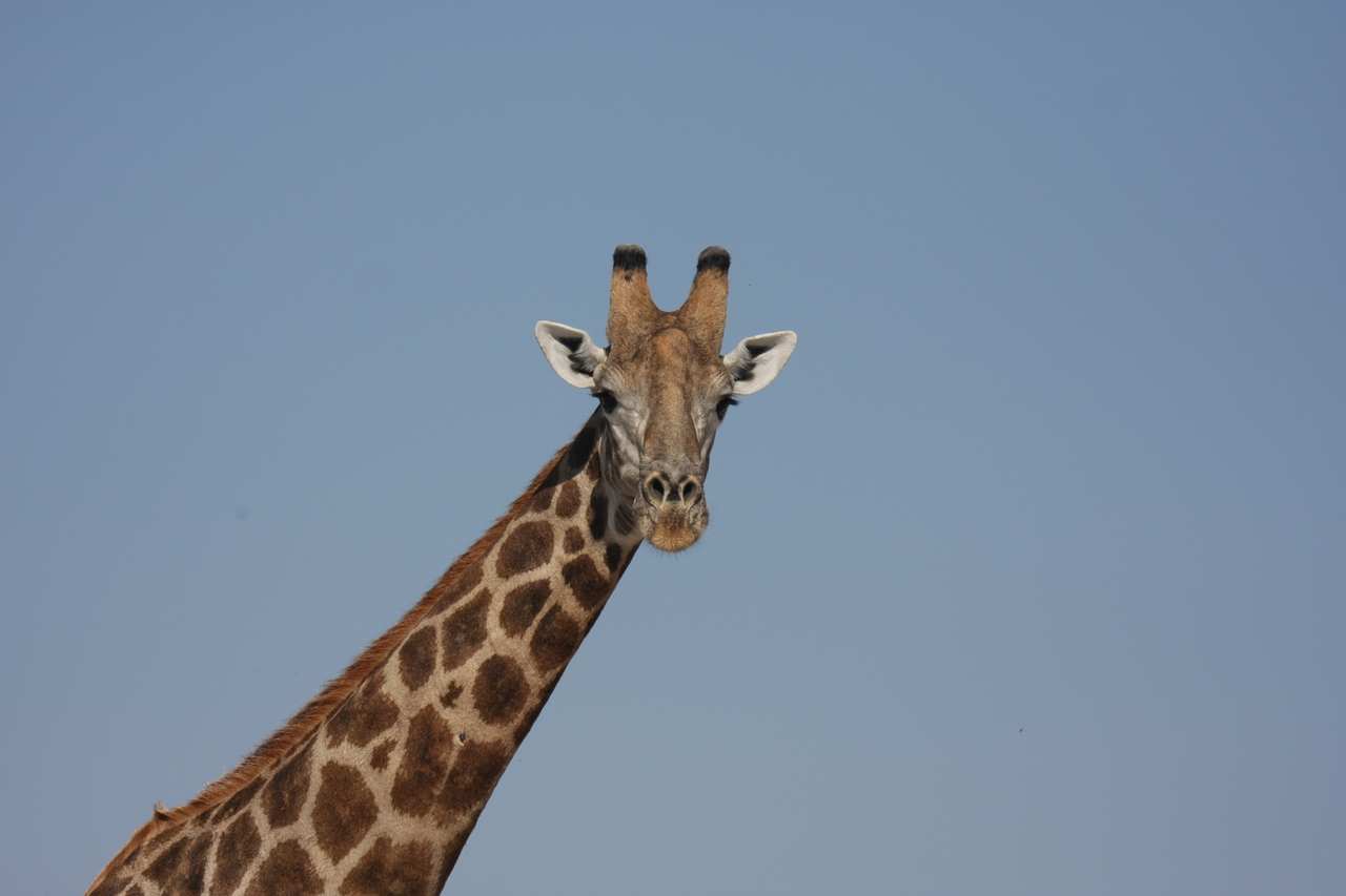 [23684] 2016_06_30_05_02_56_Africa_Canon_EOS_40D_IMG__04001.jpg