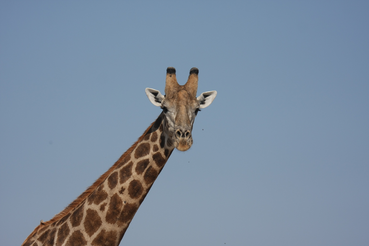 [23688] 2016_06_30_05_02_56_Africa_Canon_EOS_40D_IMG__11449.jpg