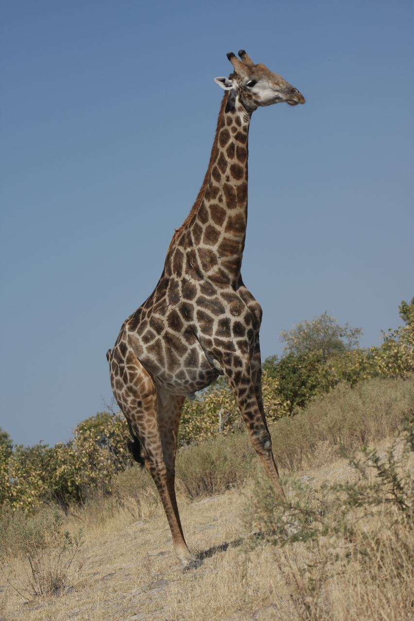 [23701] 2016_06_30_05_03_10_Africa_Canon_EOS_40D_IMG__04008.jpg