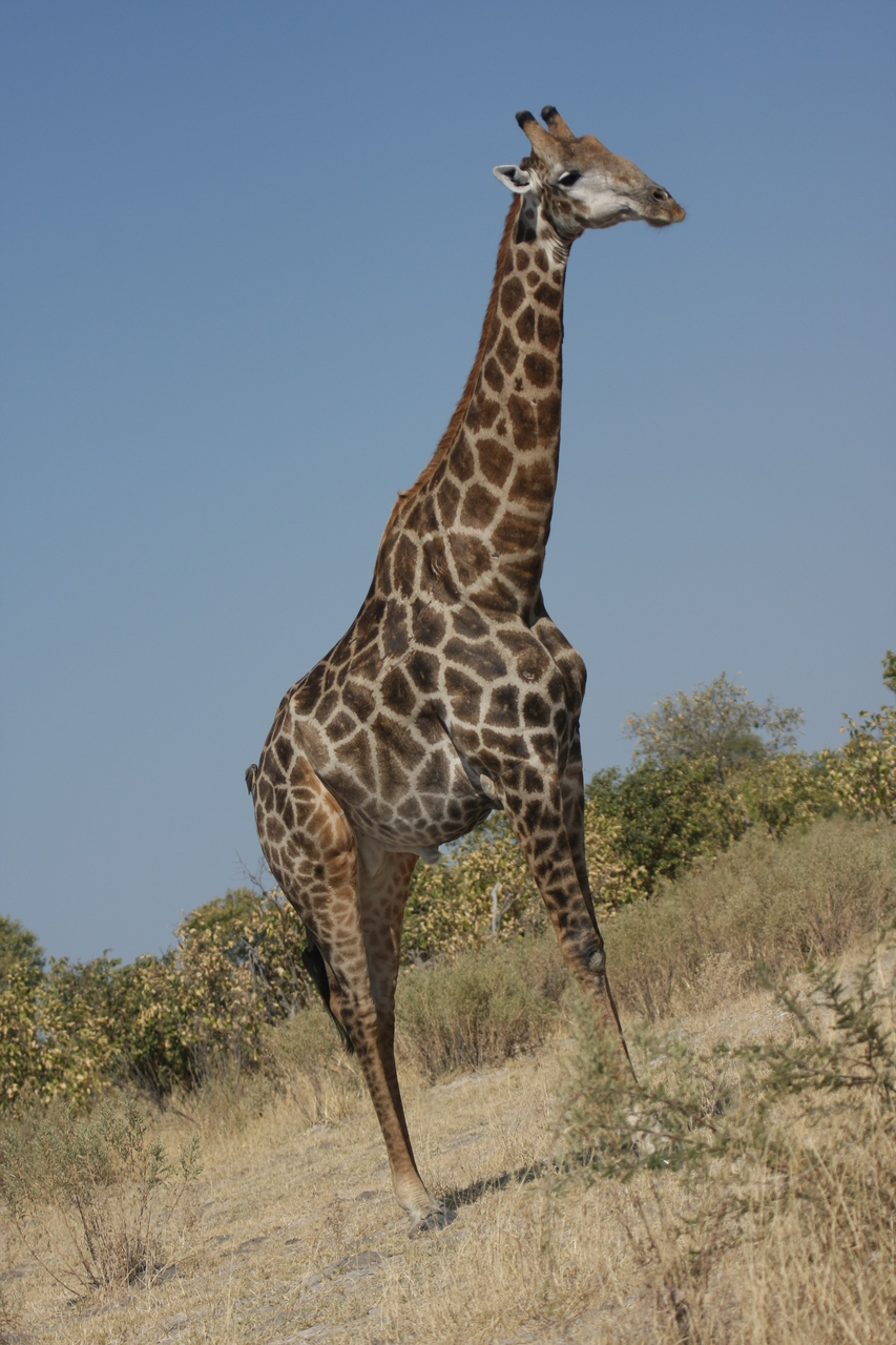 [23714] 2016_06_30_05_03_15_Africa_Canon_EOS_40D_IMG__11458.jpg