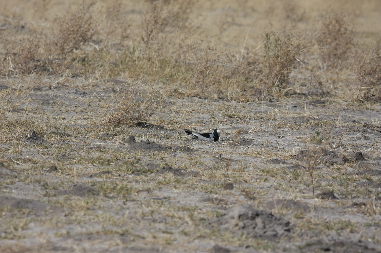 [23716] 2016_06_30_05_04_04_Africa_Canon_EOS_40D_IMG__04012.jpg