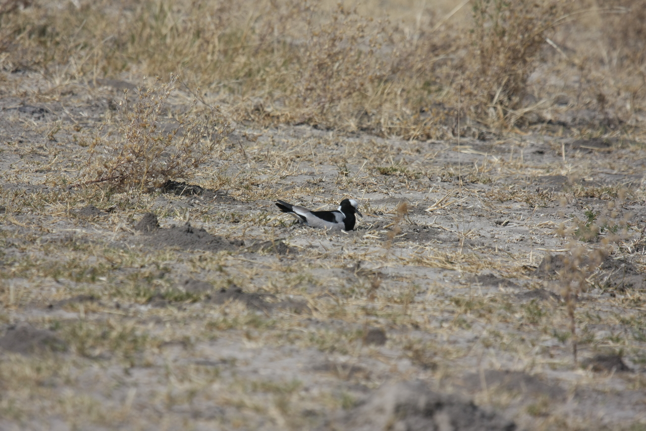 [23719] 2016_06_30_05_04_15_Africa_Canon_EOS_40D_IMG__00288.jpg