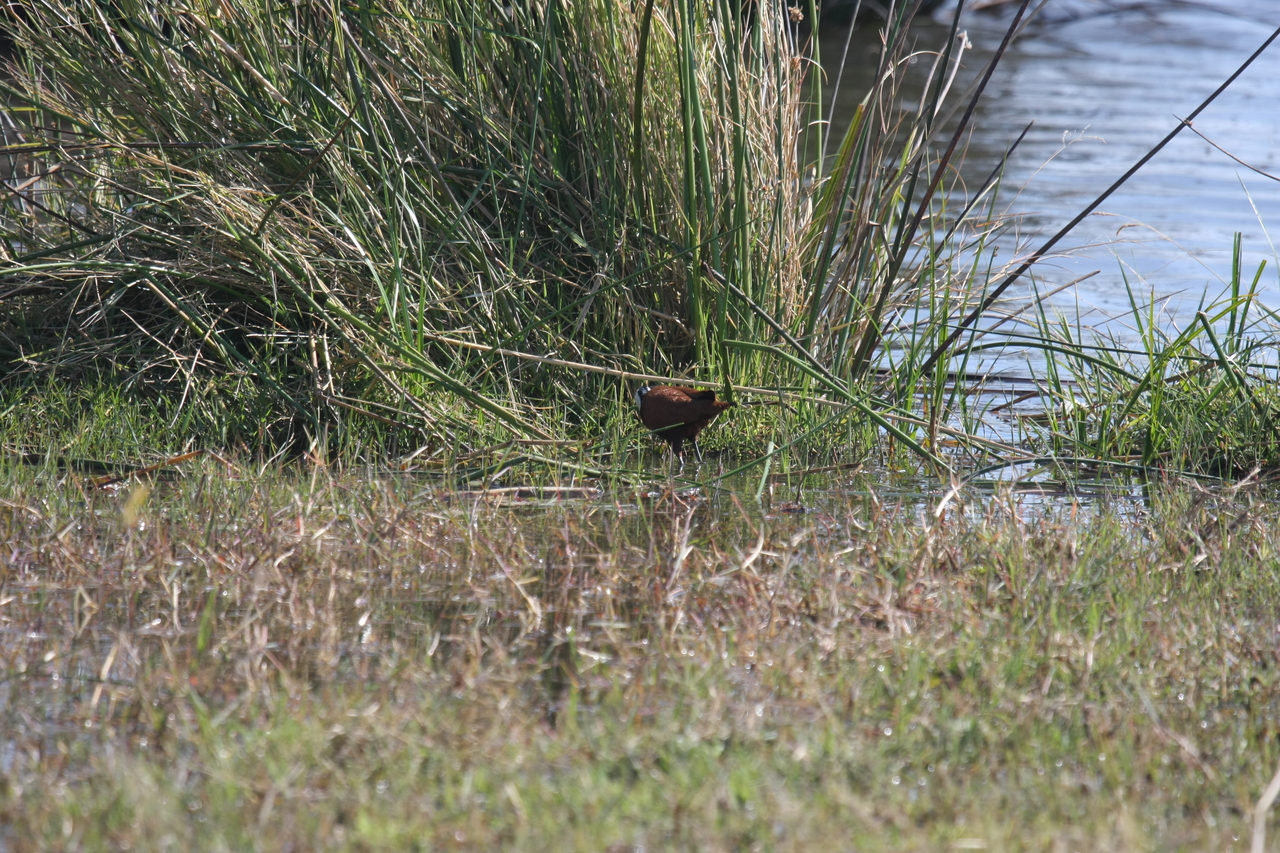 [23750] 2016_06_30_05_09_02_Africa_Canon_EOS_40D_IMG__11462.jpg