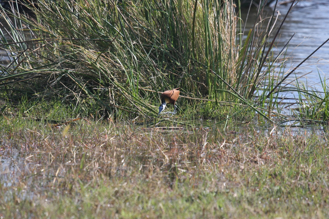 [23759] 2016_06_30_05_09_06_Africa_Canon_EOS_40D_IMG__11466.jpg