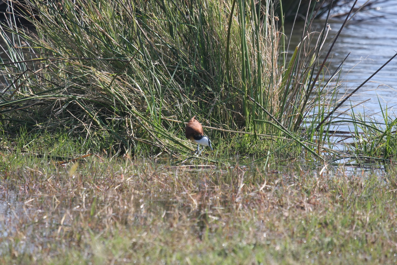 [23762] 2016_06_30_05_09_08_Africa_Canon_EOS_40D_IMG__00296.jpg