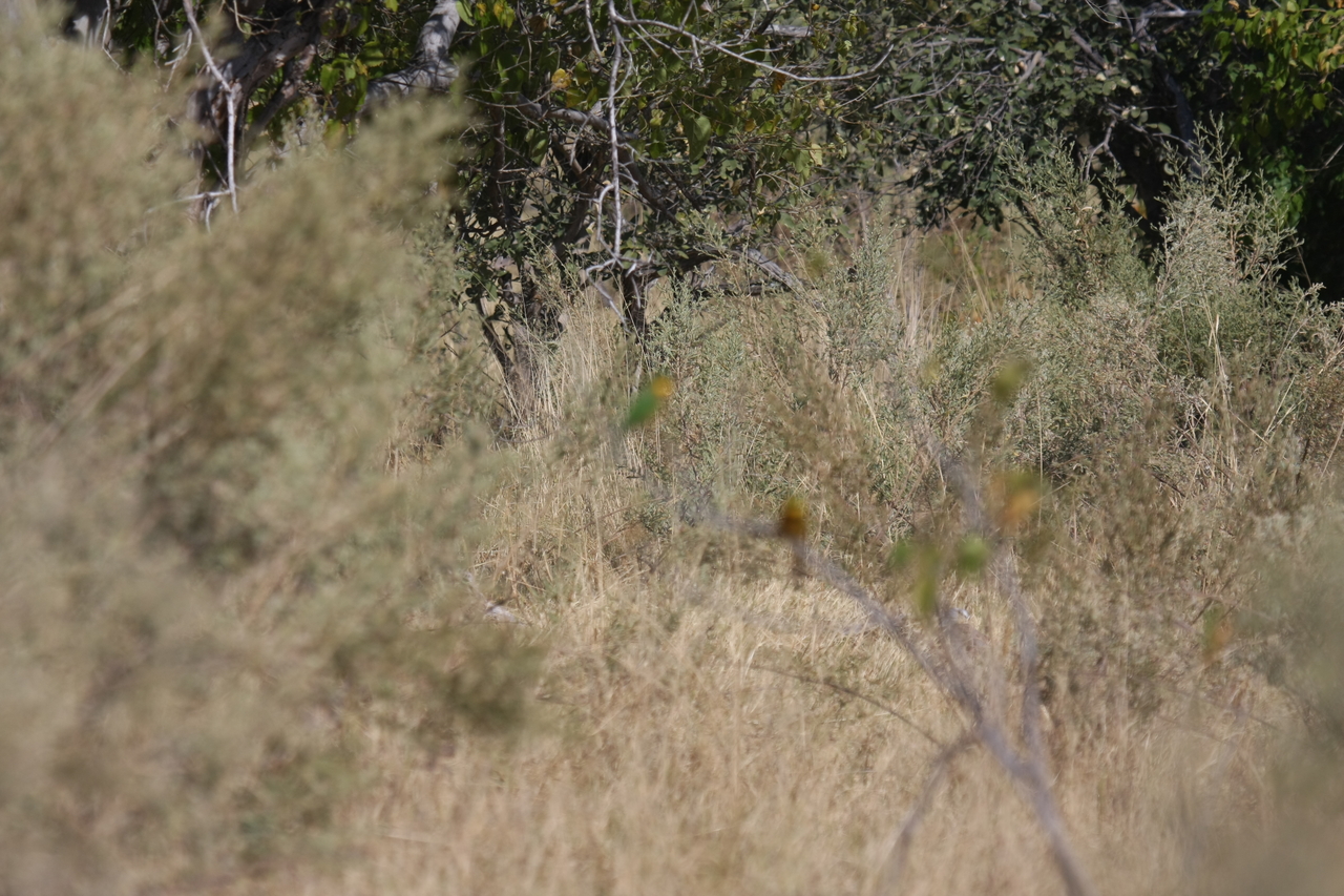 [23789] 2016_06_30_05_19_45_Africa_Canon_EOS_40D_IMG__00299.jpg