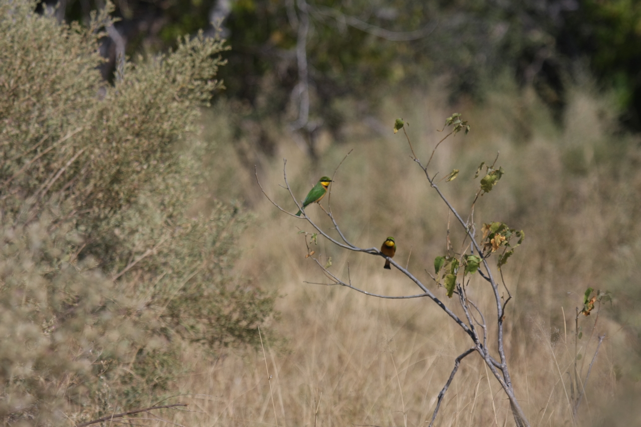 [23793] 2016_06_30_05_19_45_Africa_Canon_EOS_40D_IMG__11470.jpg