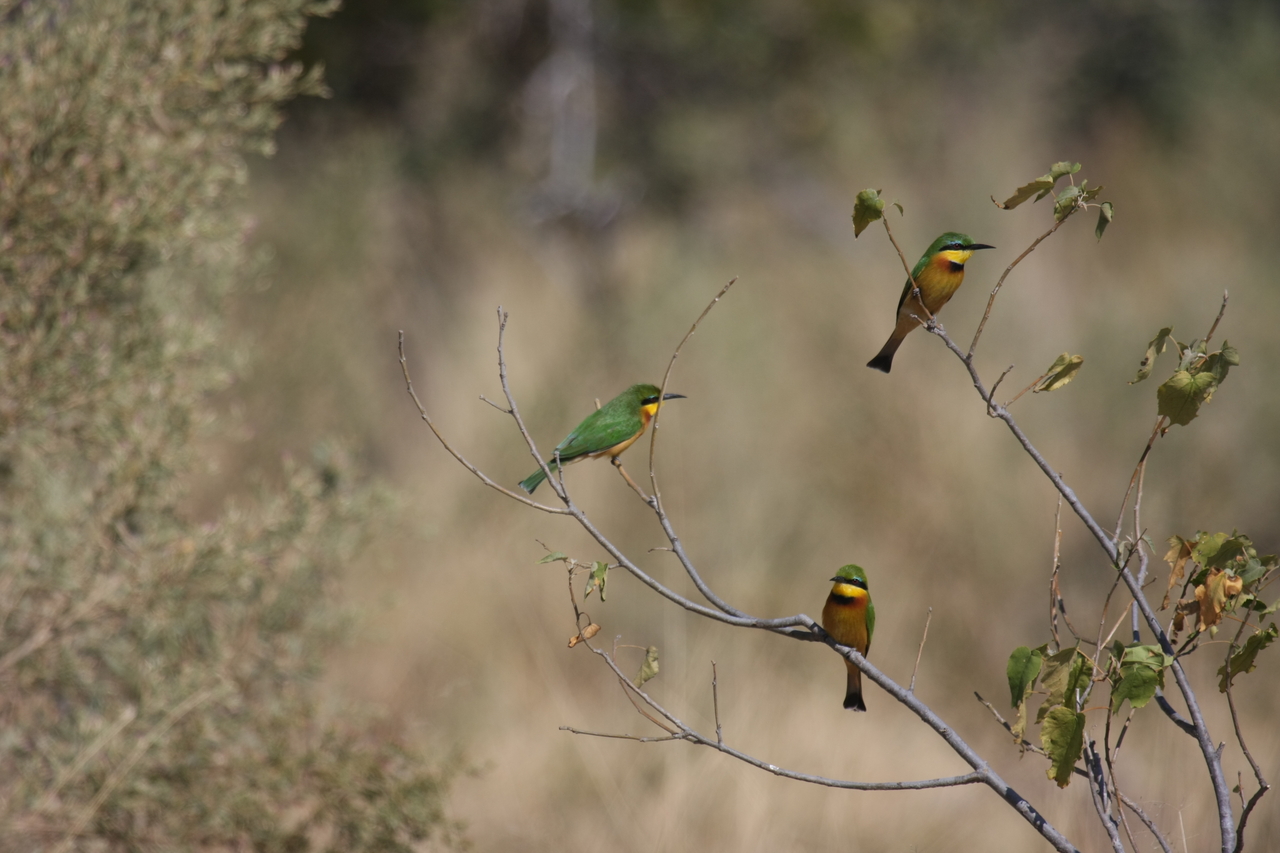 [23808] 2016_06_30_05_19_57_Africa_Canon_EOS_40D_IMG__04030.jpg