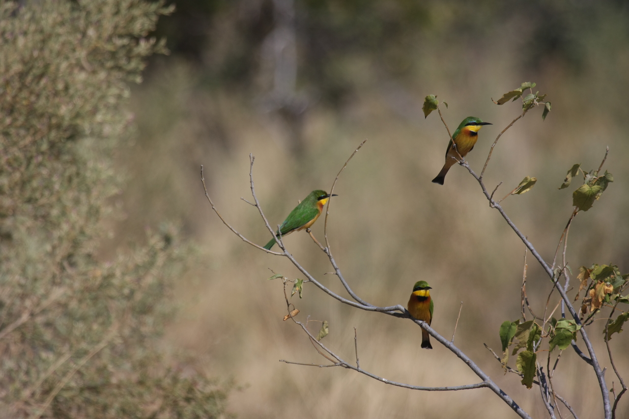 [23809] 2016_06_30_05_19_57_Africa_Canon_EOS_40D_IMG__04031.jpg