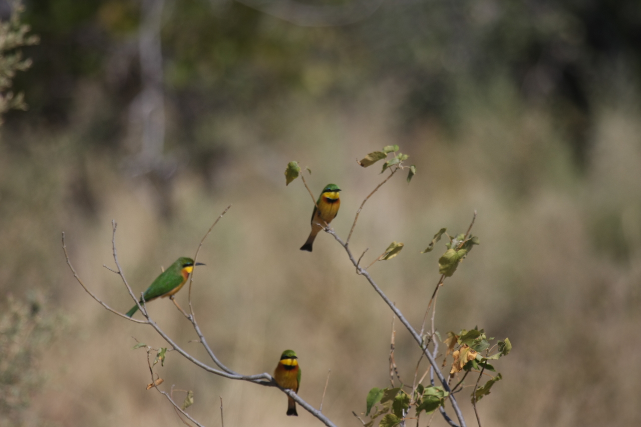 [23816] 2016_06_30_05_20_03_Africa_Canon_EOS_40D_IMG__04032.jpg