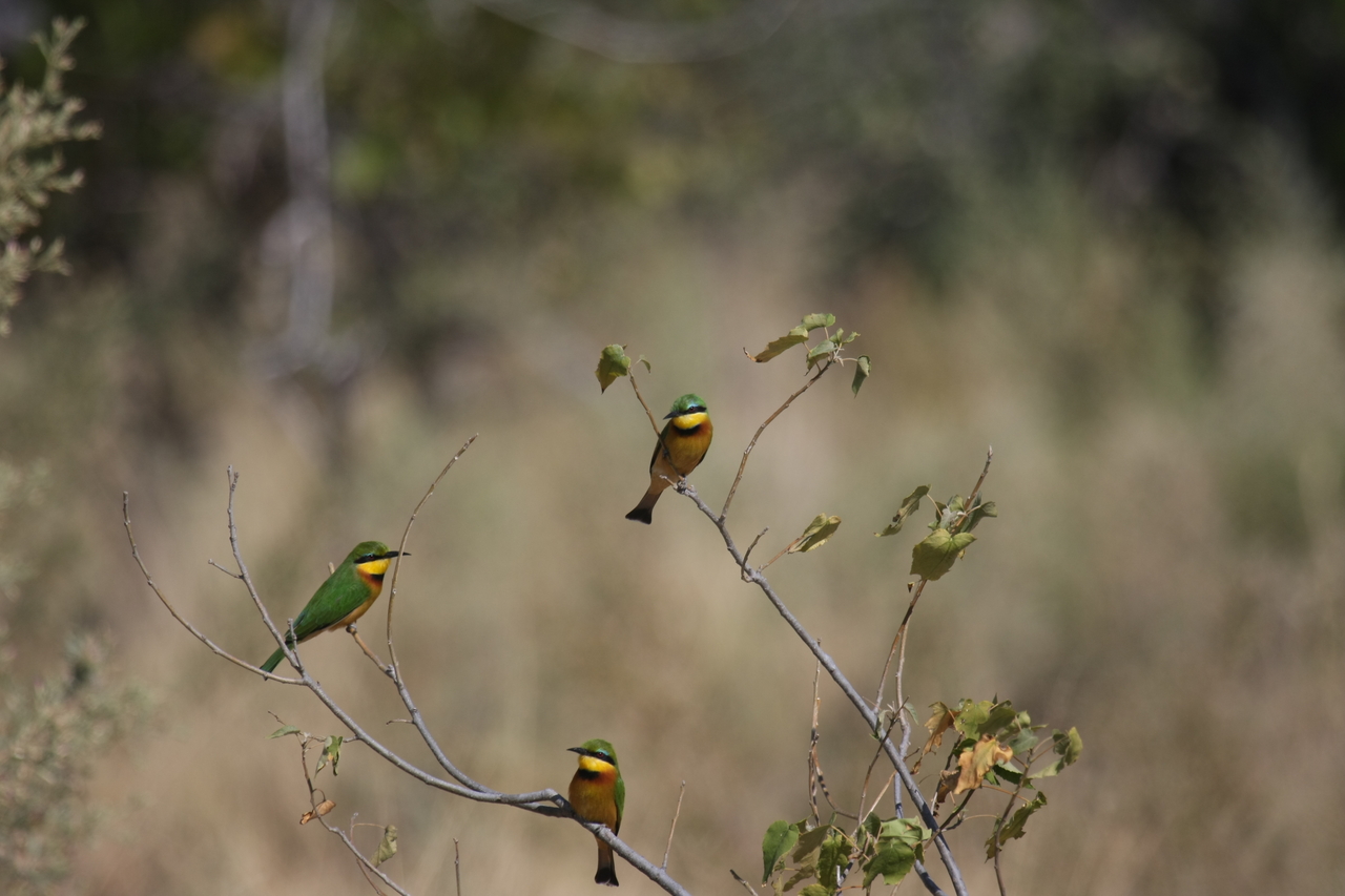 [23818] 2016_06_30_05_20_03_Africa_Canon_EOS_40D_IMG__04034.jpg