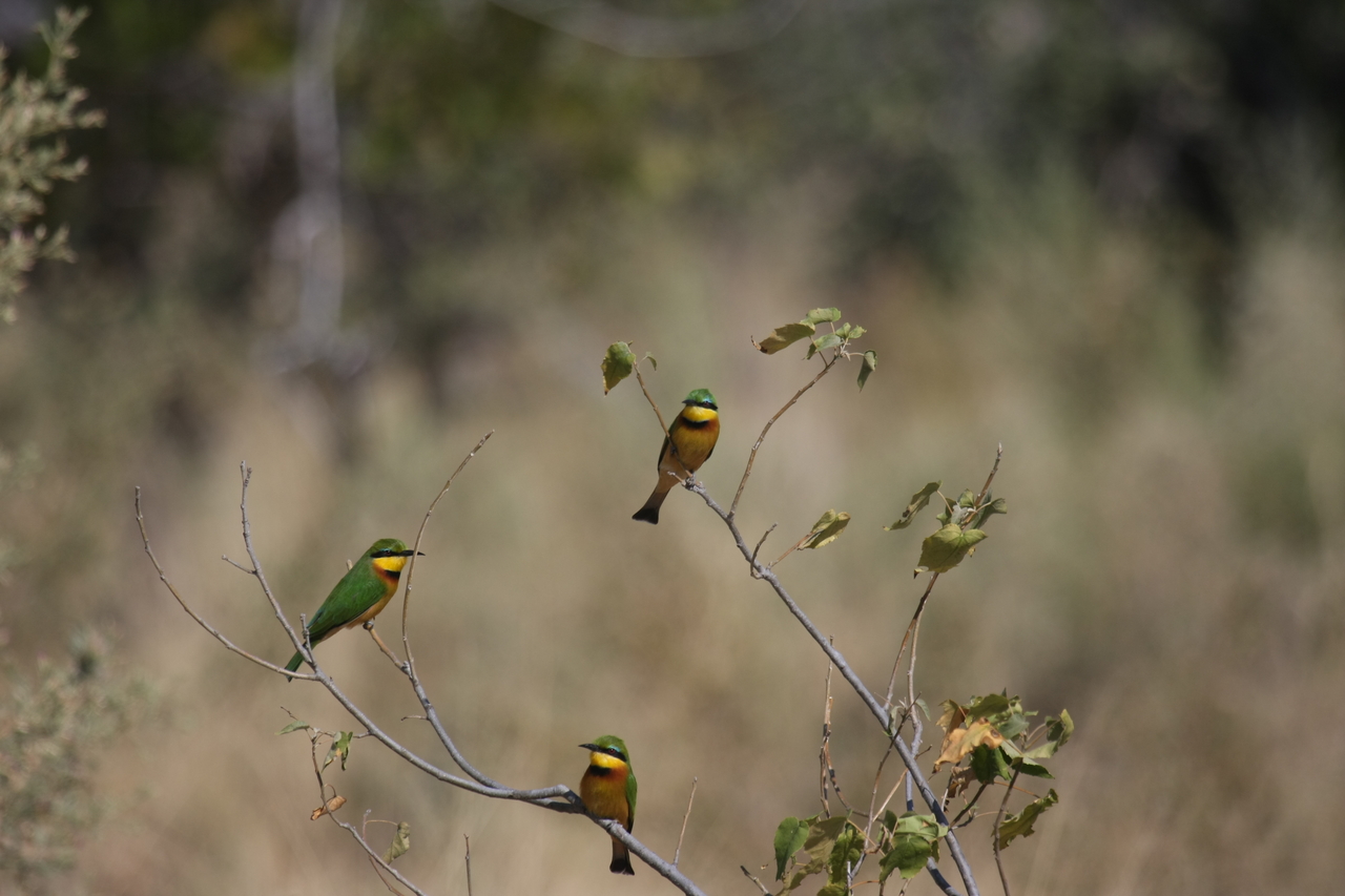 [23820] 2016_06_30_05_20_03_Africa_Canon_EOS_40D_IMG__11480.jpg