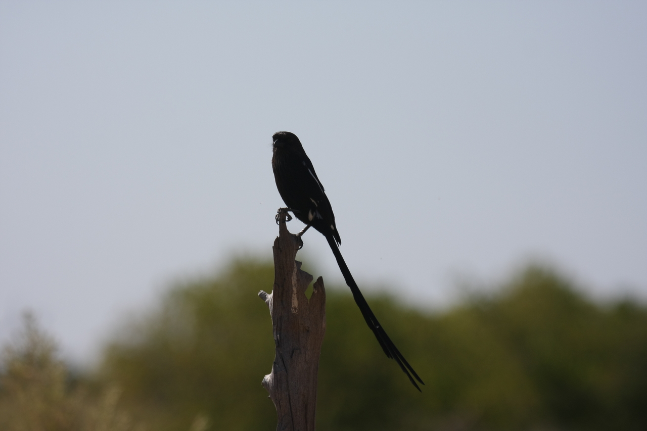 [23825] 2016_06_30_05_21_53_Africa_Canon_EOS_40D_IMG__00310.jpg