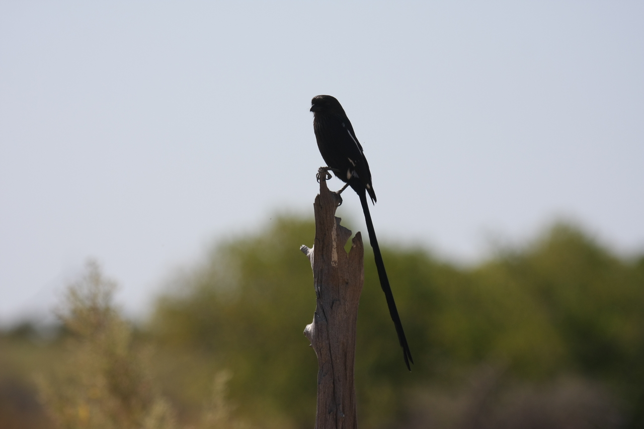 [23833] 2016_06_30_05_21_57_Africa_Canon_EOS_40D_IMG__00312.jpg