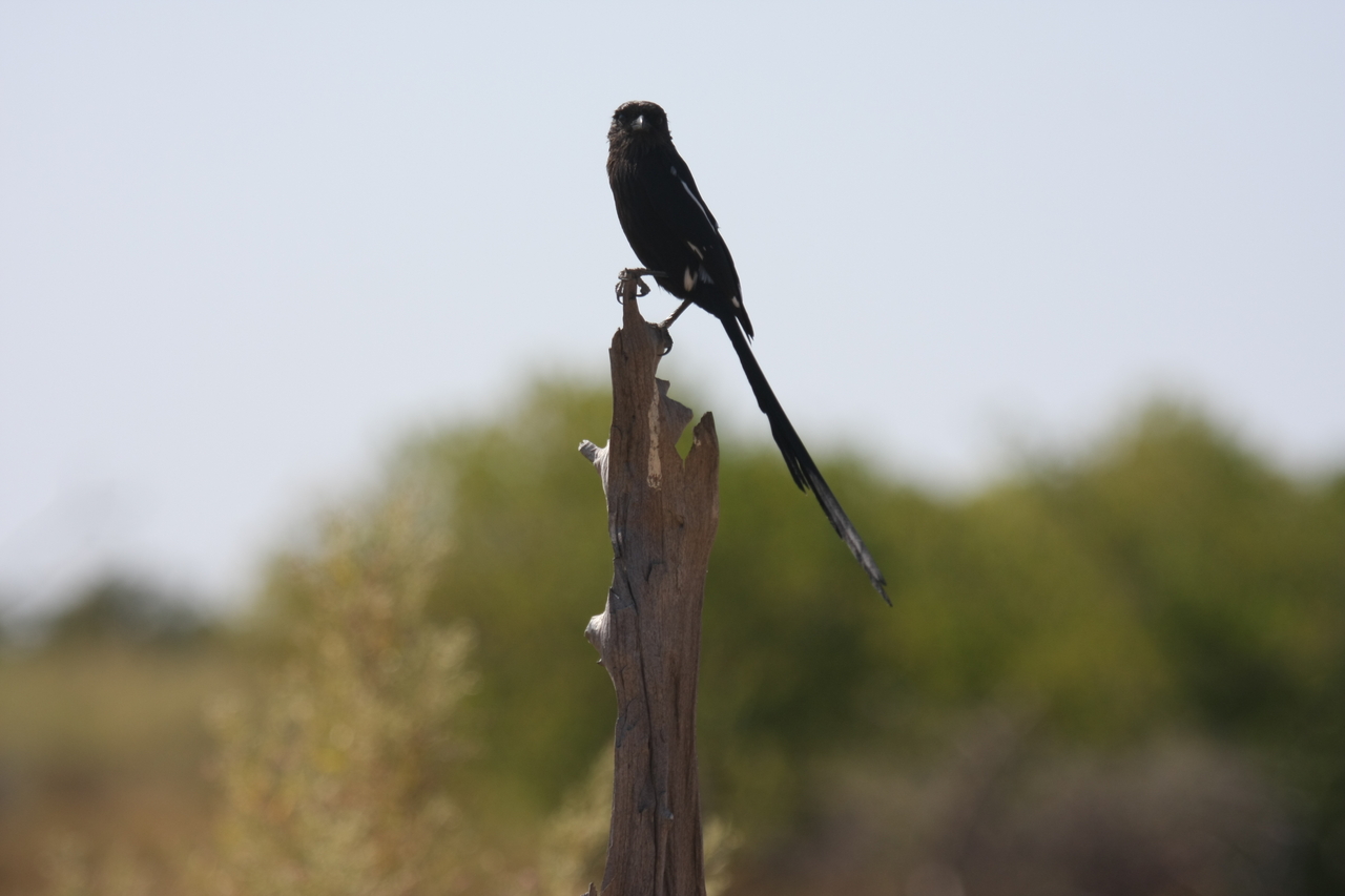 [23843] 2016_06_30_05_22_05_Africa_Canon_EOS_40D_IMG__00317.jpg
