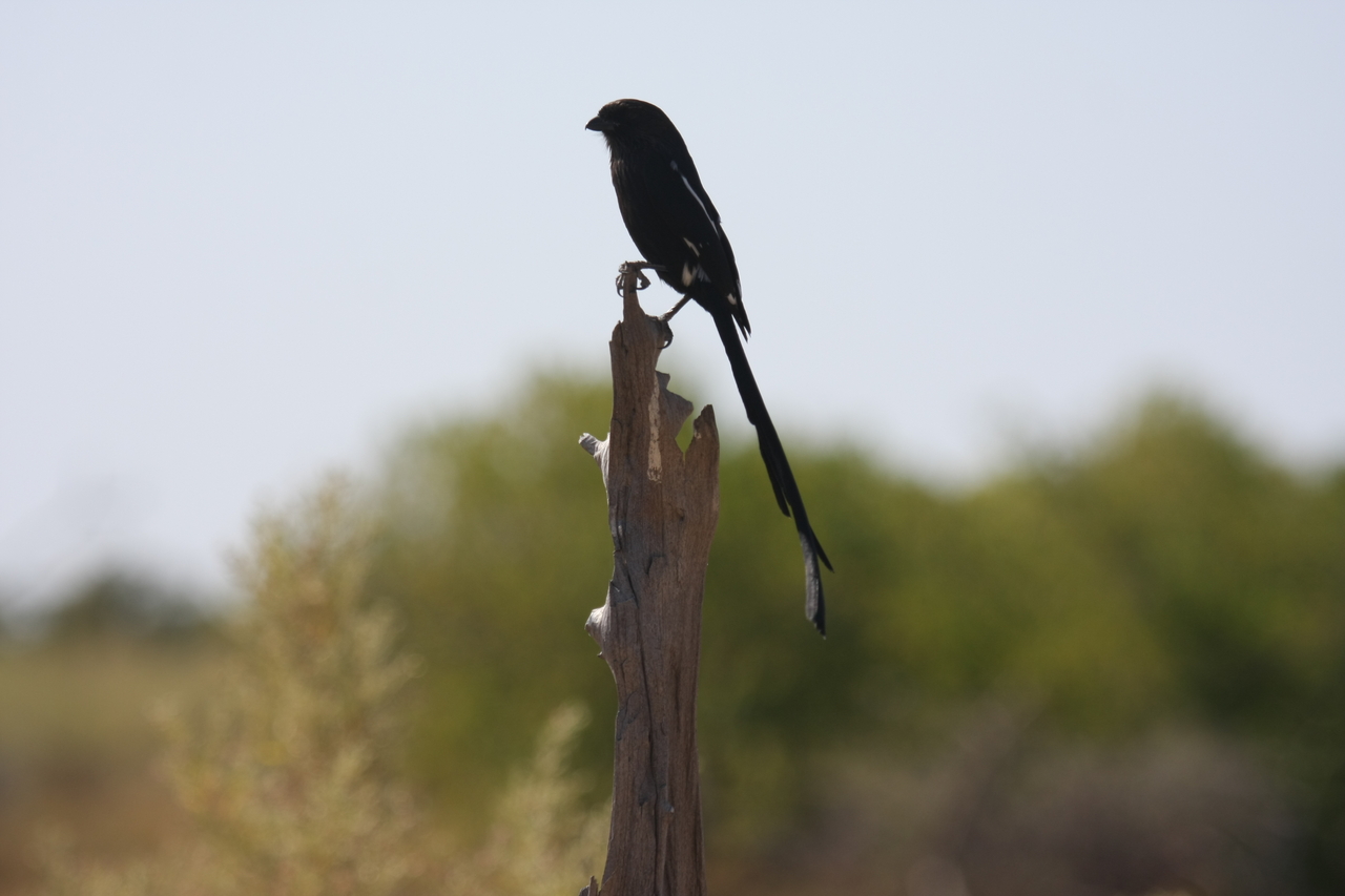 [23848] 2016_06_30_05_22_05_Africa_Canon_EOS_40D_IMG__11489.jpg