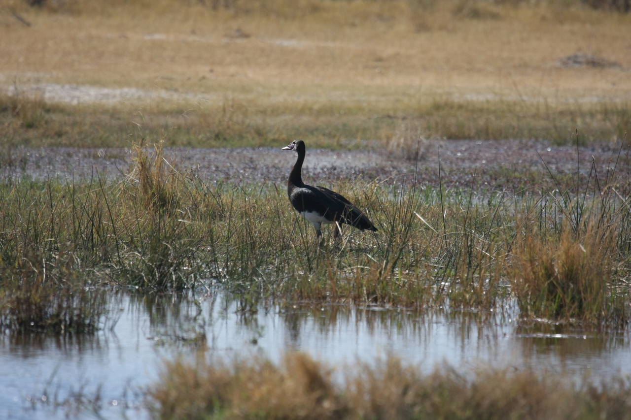 [23864] 2016_06_30_05_23_43_Africa_Canon_EOS_40D_IMG__00325.jpg