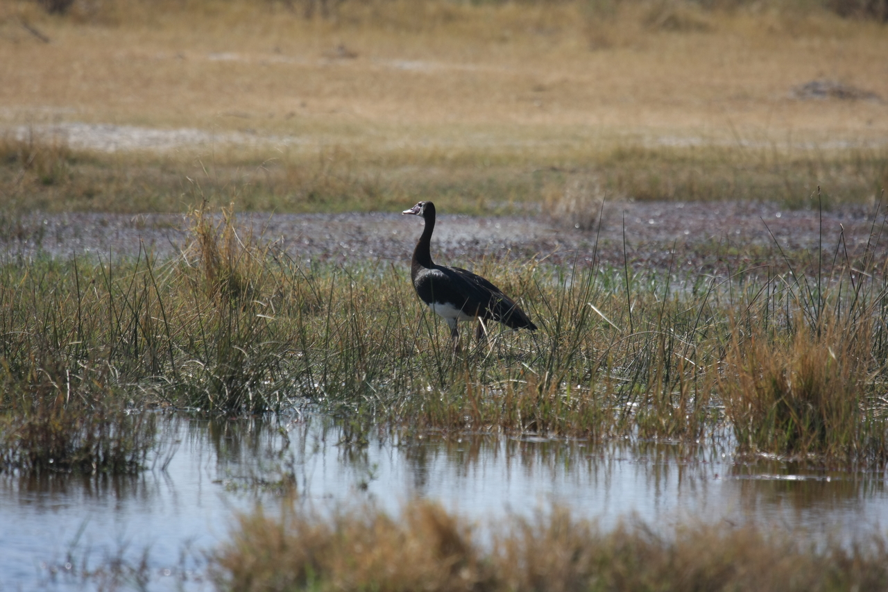 [23865] 2016_06_30_05_23_43_Africa_Canon_EOS_40D_IMG__00326.jpg