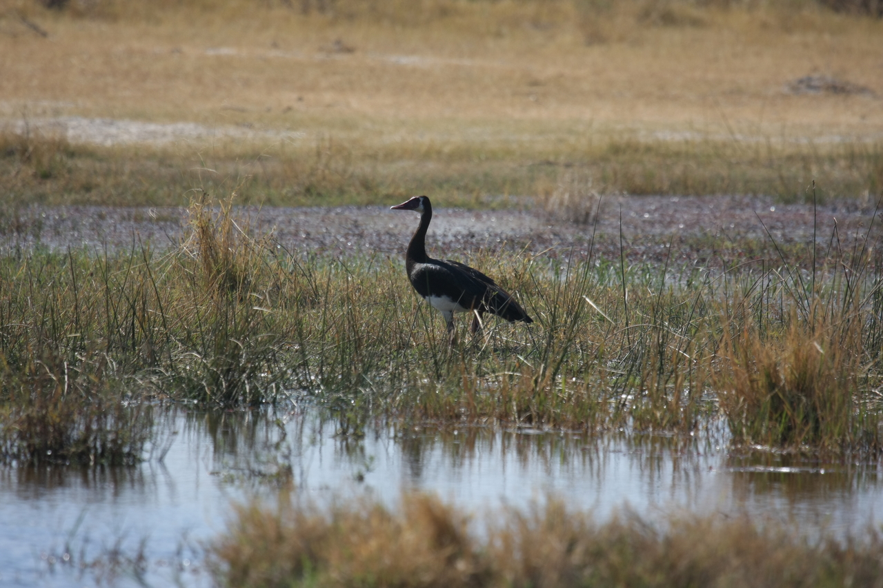 [23869] 2016_06_30_05_23_43_Africa_Canon_EOS_40D_IMG__11496.jpg