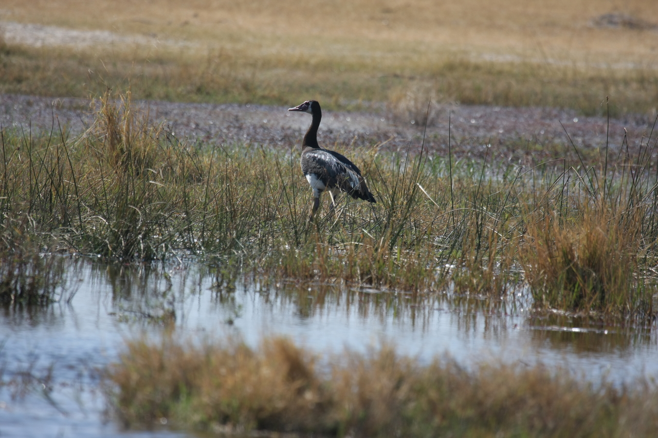 [23887] 2016_06_30_05_24_40_Africa_Canon_EOS_40D_IMG__04058.jpg