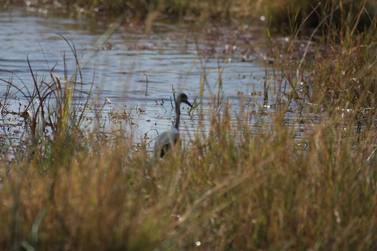 [23893] 2016_06_30_05_24_47_Africa_Canon_EOS_40D_IMG__04060.jpg