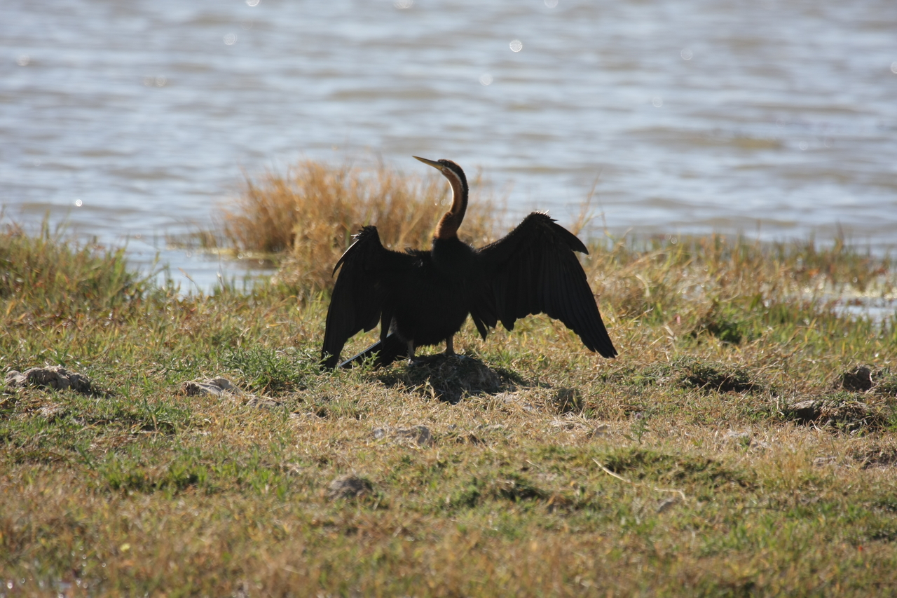[23916] 2016_06_30_05_25_38_Africa_Canon_EOS_40D_IMG__04070.jpg