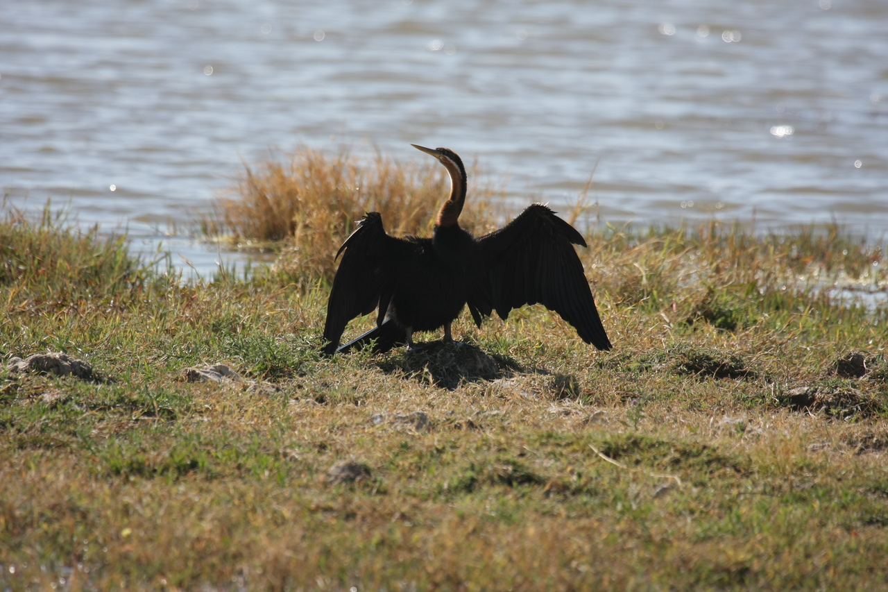 [23917] 2016_06_30_05_25_38_Africa_Canon_EOS_40D_IMG__11515.jpg
