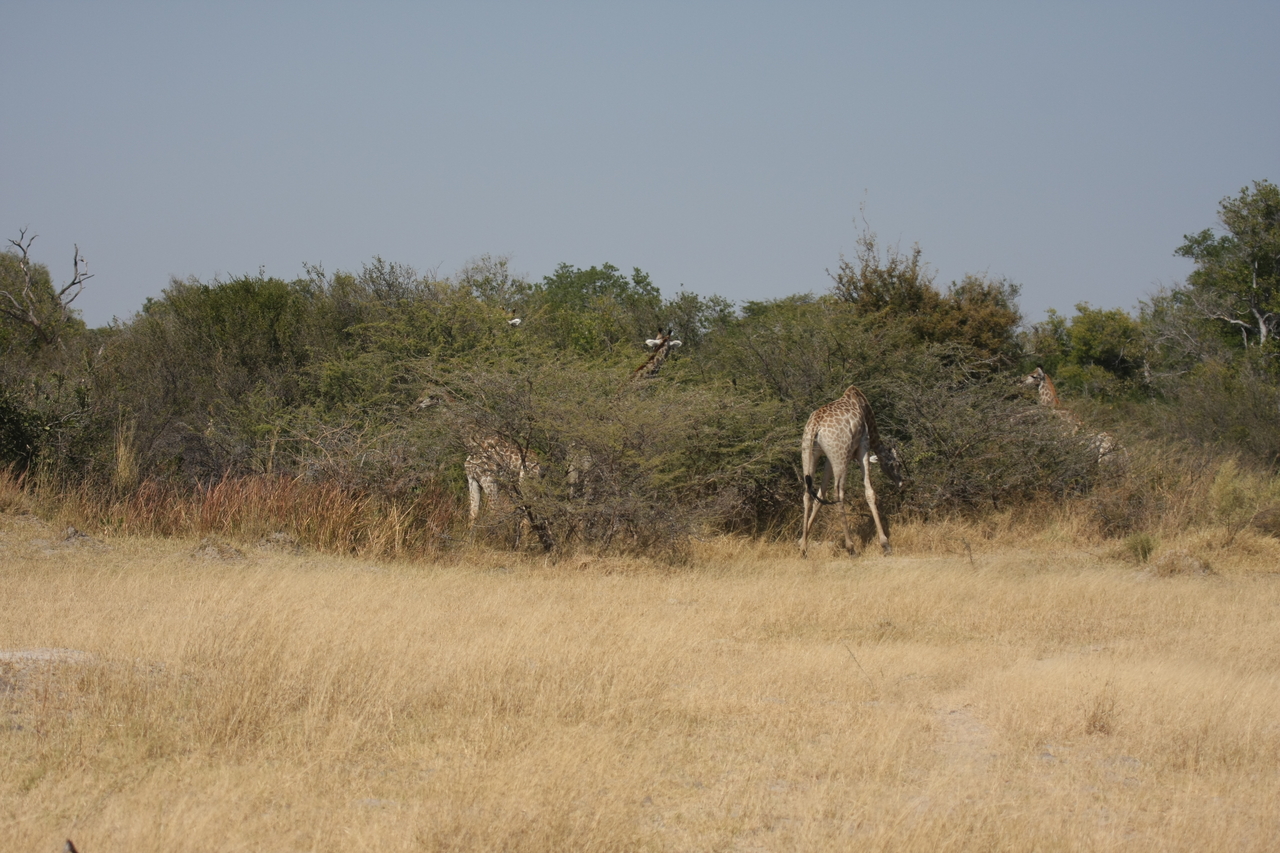 [23931] 2016_06_30_05_28_55_Africa_Canon_EOS_40D_IMG__04072.jpg