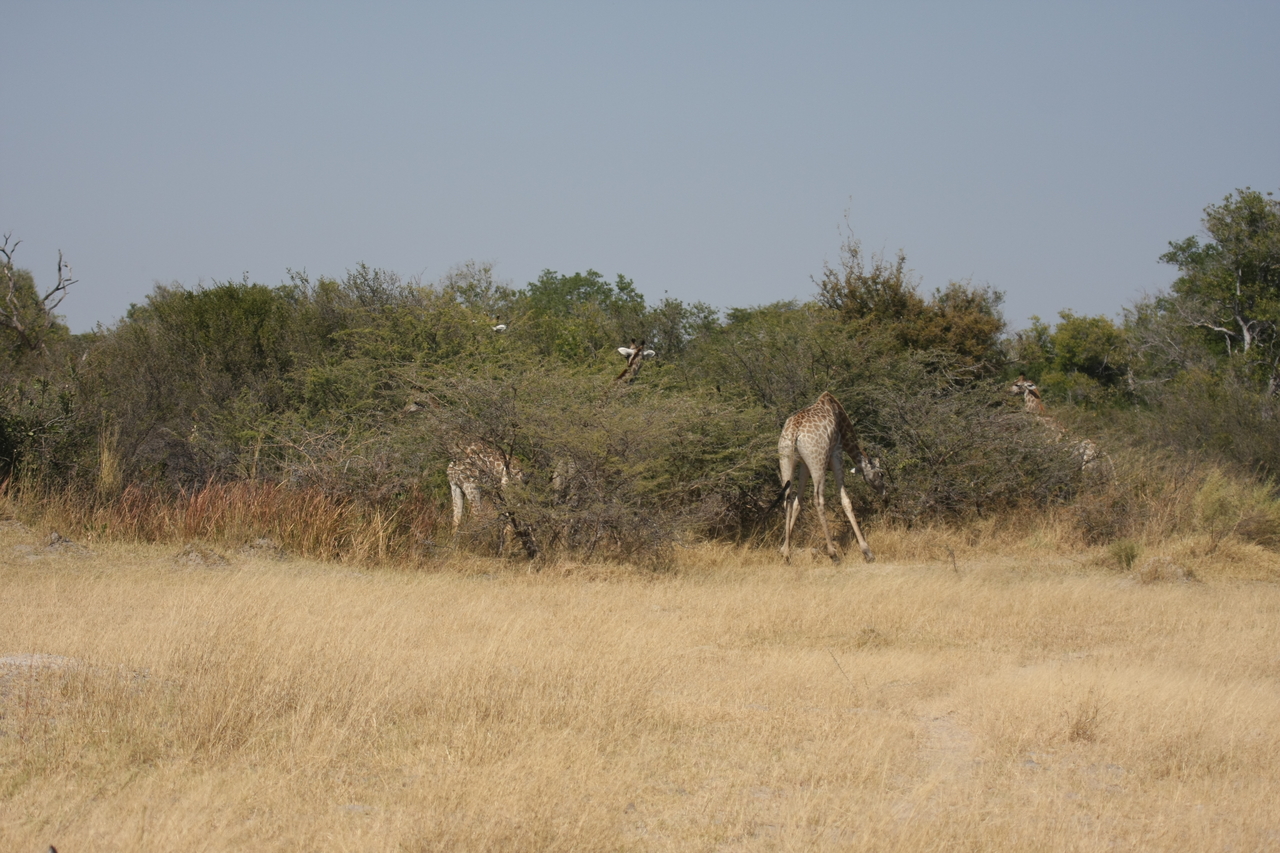 [23932] 2016_06_30_05_28_55_Africa_Canon_EOS_40D_IMG__04074.jpg