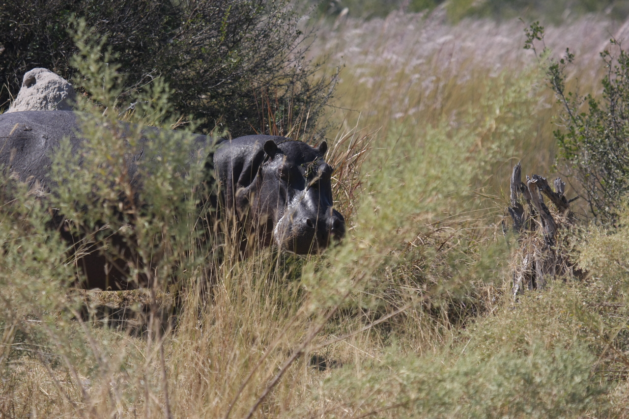 [23946] 2016_06_30_05_29_10_Africa_Canon_EOS_40D_IMG__00354.jpg