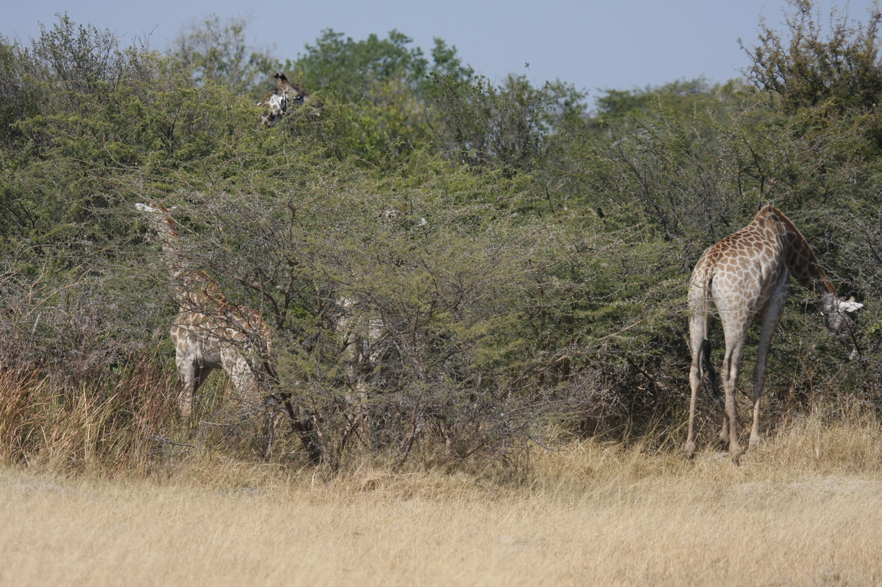 [23963] 2016_06_30_05_29_23_Africa_Canon_EOS_40D_IMG__11530.jpg