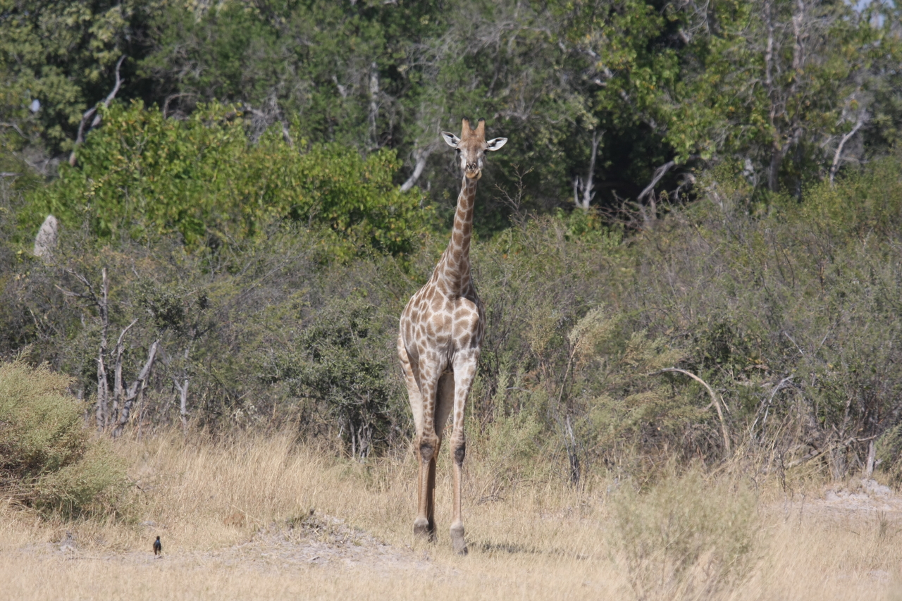 [23967] 2016_06_30_05_29_38_Africa_Canon_EOS_40D_IMG__11533.jpg