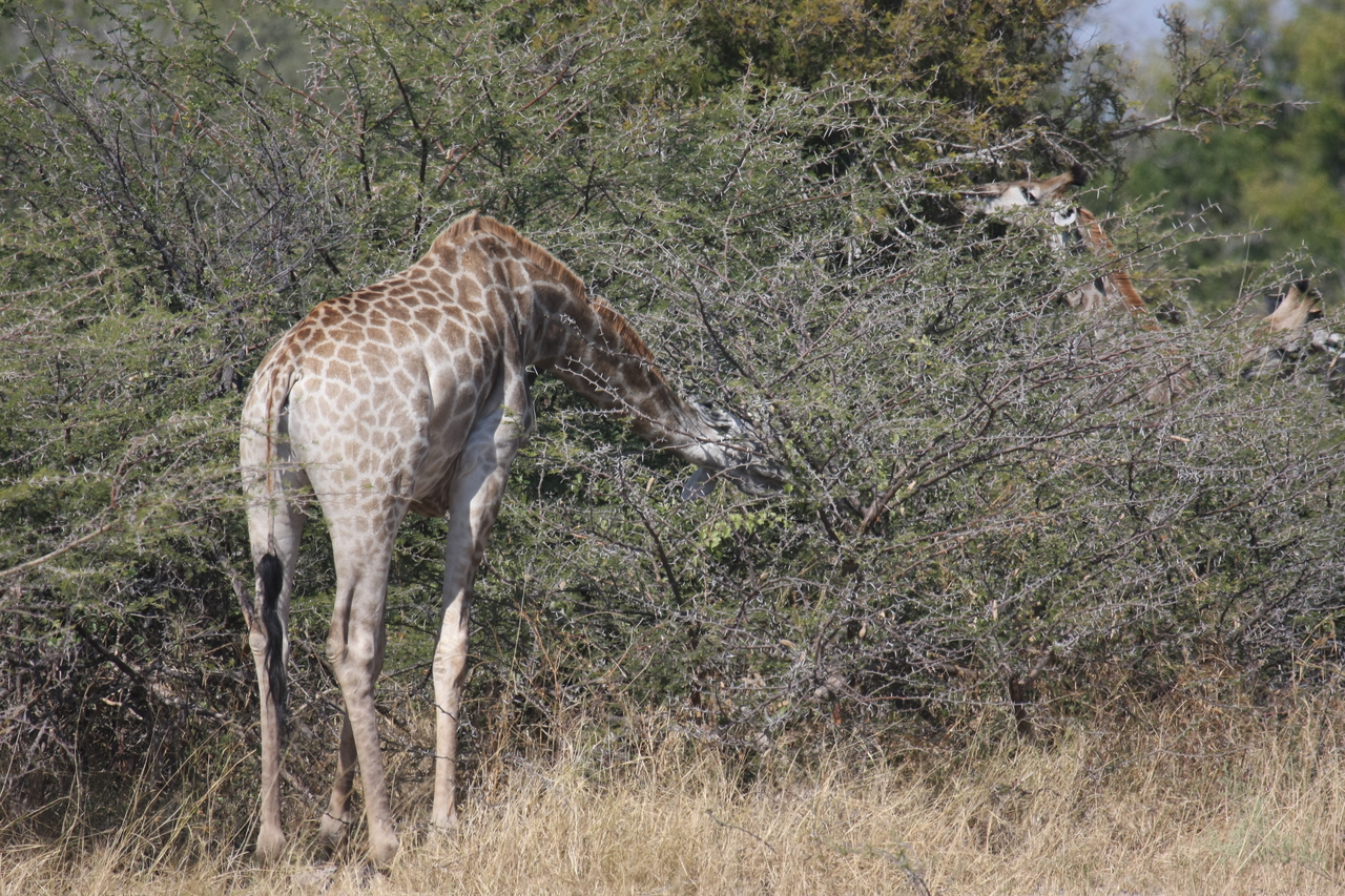 [23976] 2016_06_30_05_30_22_Africa_Canon_EOS_40D_IMG__11536.jpg