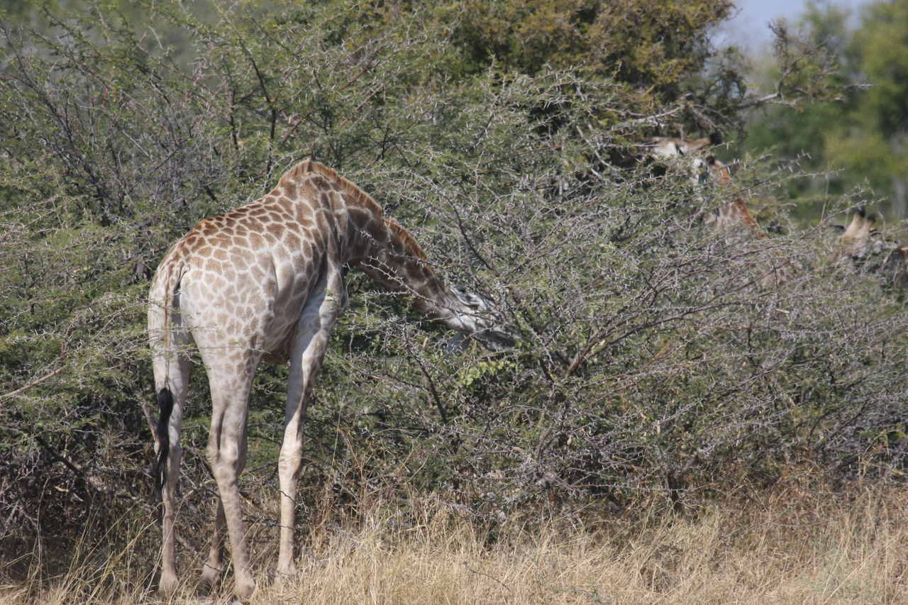 [23981] 2016_06_30_05_30_23_Africa_Canon_EOS_40D_IMG__11537.jpg