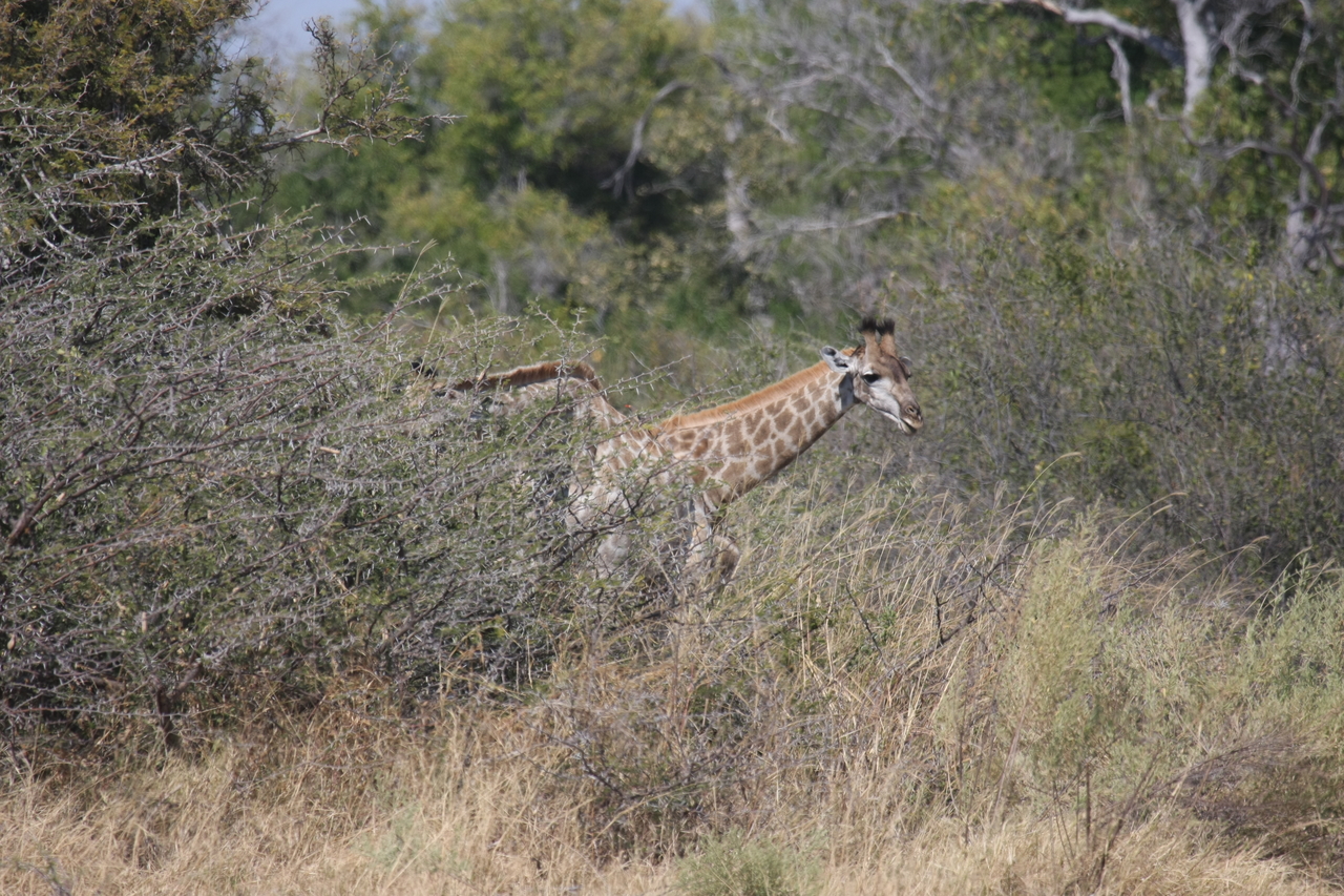 [23985] 2016_06_30_05_30_26_Africa_Canon_EOS_40D_IMG__11539.jpg